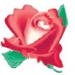 Red Rose Stock Temporary Tattoo
