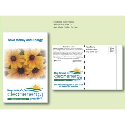 'Black Eyed Susan' Flower Seed Packet - Postcard Mailer Size (4" x 6.5")