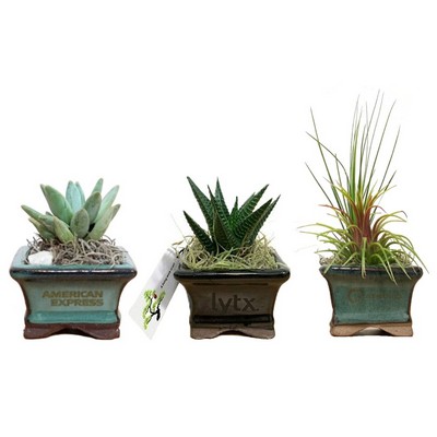 2.5" Ceramic with Air Plant or Succulent