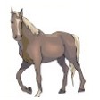 Horse Stock Temporary Tattoo