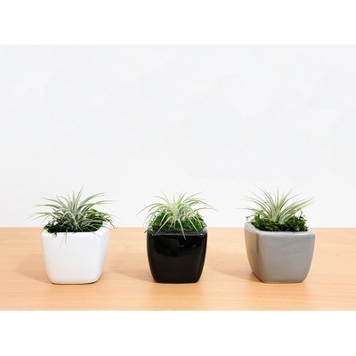 2" x 2" Promo Vase with Air Plant or Succulent